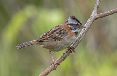Foto de Chincol (Zonotrichia capensis), familia Emberizidae, aves de Chile