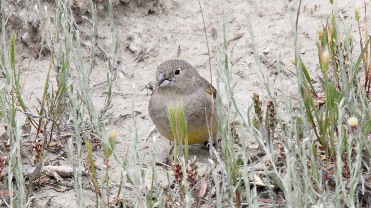 Foto de Chirihue austral (Sicalis lebruni), familia ThraupidaeCHIRIHUE, aves de Chile
