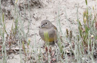 Foto de Chirihue austral (Sicalis lebruni), familia ThraupidaeCHIRIHUE, aves de Chile