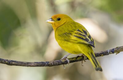 Foto de Chirihue azafrán (Sicalis flaveola), familia Thraupidae, aves de Chile
