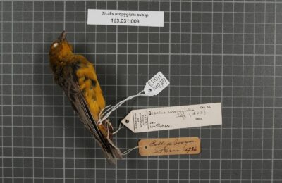 Foto de Chirihue cordillerano (Sicalis uropygialis), familia Thraupidae, aves de Chile