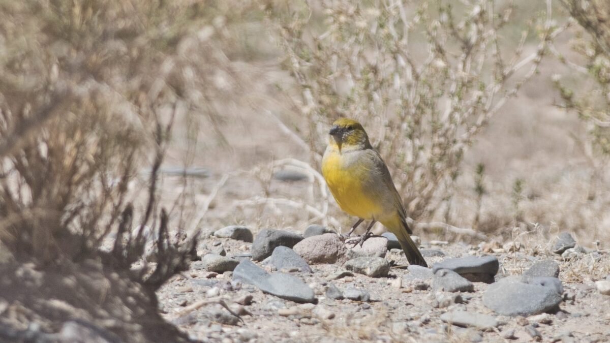 Foto de Chirihue de la puna (Sicalis lutea), familia ThraupidaeCHIRIHUE, aves de Chile