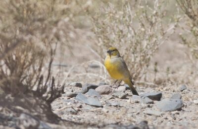 Foto de Chirihue de la puna (Sicalis lutea), familia ThraupidaeCHIRIHUE, aves de Chile