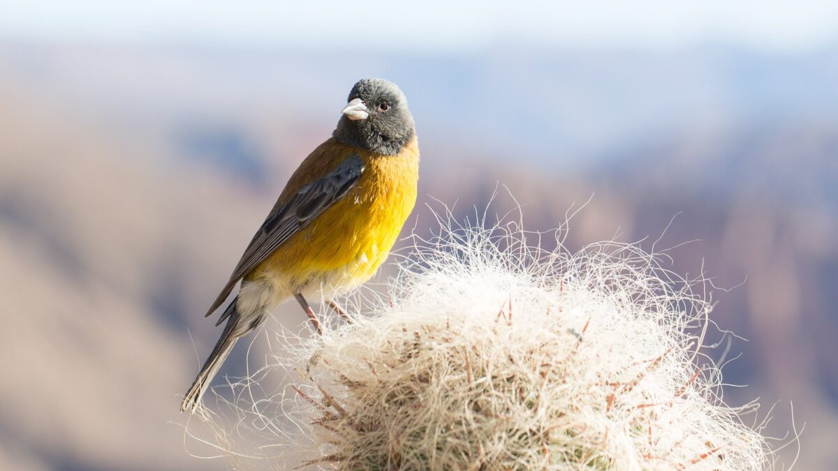 Foto de Chirihue de Raimondi (Phrygilus punensis), familia Thraupidae, aves de Chile