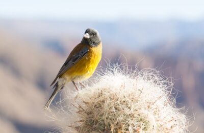 Foto de Chirihue de Raimondi (Phrygilus punensis), familia Thraupidae, aves de Chile