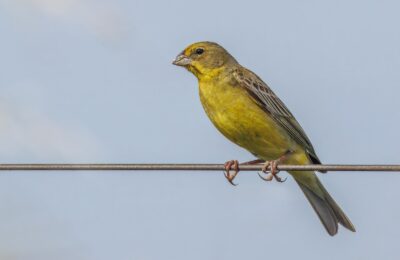 Foto de Chirihue (Sicalis luteola), familia Thraupidae, aves de Chile