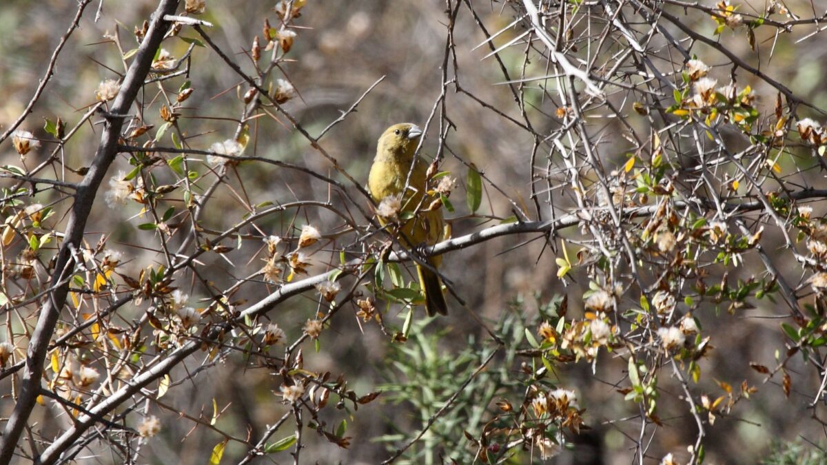 Foto de Chirihue verdoso (Sicalis olivascens), familia Thraupidae, aves de Chile