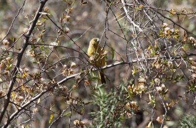 Foto de Chirihue verdoso (Sicalis olivascens), familia Thraupidae, aves de Chile