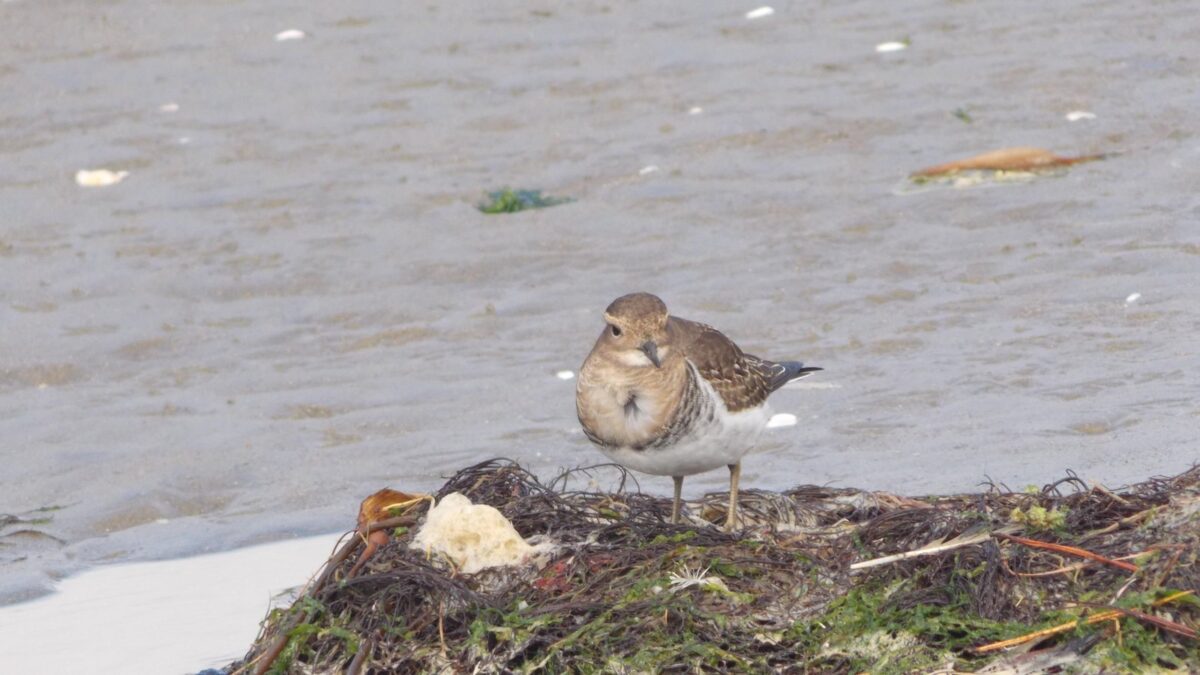 Foto de Chorlo chileno (Zonibyx modestus), familia Charadriidae, aves de Chile