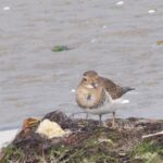 Foto de Chorlo chileno (Zonibyx modestus), familia Charadriidae, aves de Chile