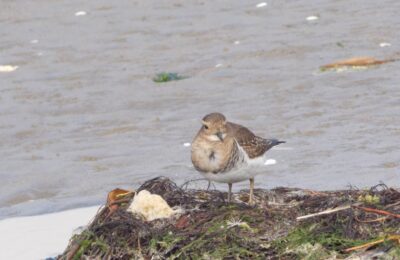 Foto de Chorlo chileno (Zonibyx modestus), familia Charadriidae, aves de Chile
