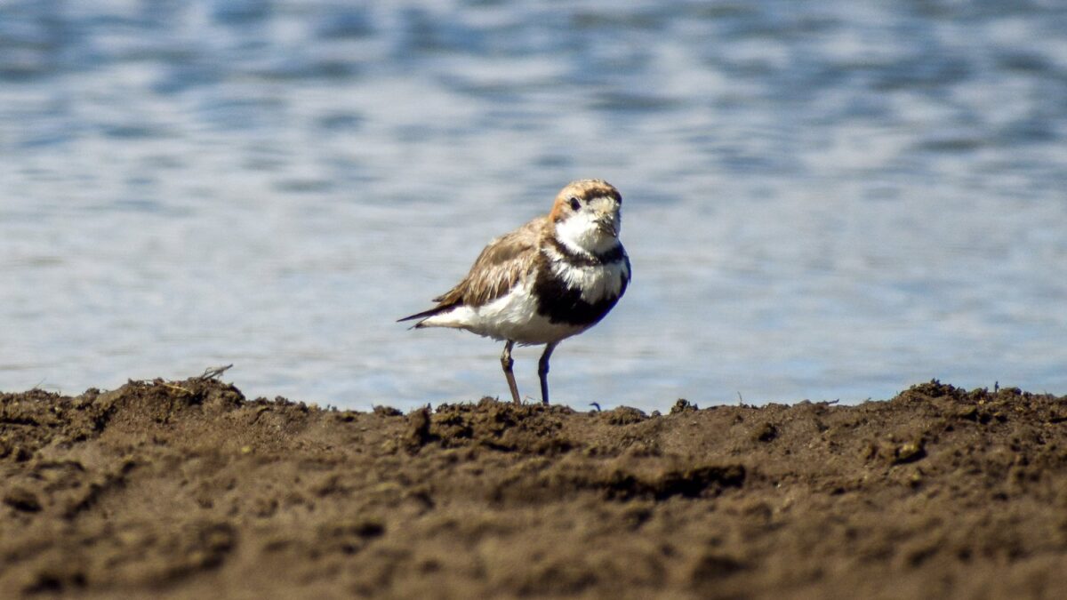 Foto de Chorlo de doble collar (Charadrius falklandicus), familia Charadriidae, aves de Chile
