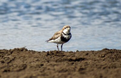 Foto de Chorlo de doble collar (Charadrius falklandicus), familia Charadriidae, aves de Chile