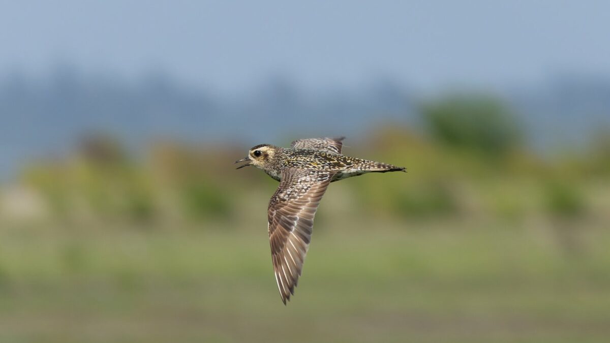 Foto de Chorlo dorado del Pacifico (Pluvialis fulva), familia Charadriidae, aves de Chile
