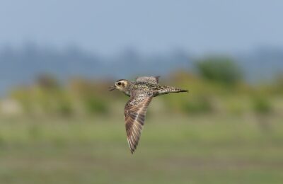 Foto de Chorlo dorado del Pacifico (Pluvialis fulva), familia Charadriidae, aves de Chile