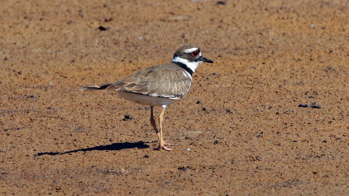 Foto de Chorlo gritón (Charadrius vociferus), aves de Chile