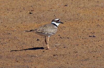 Foto de Chorlo gritón (Charadrius vociferus), aves de Chile