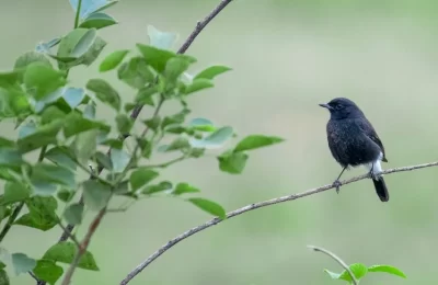 Foto de Chucao (Aves de Chile), familia Rhinocryptidae, aves de Chile