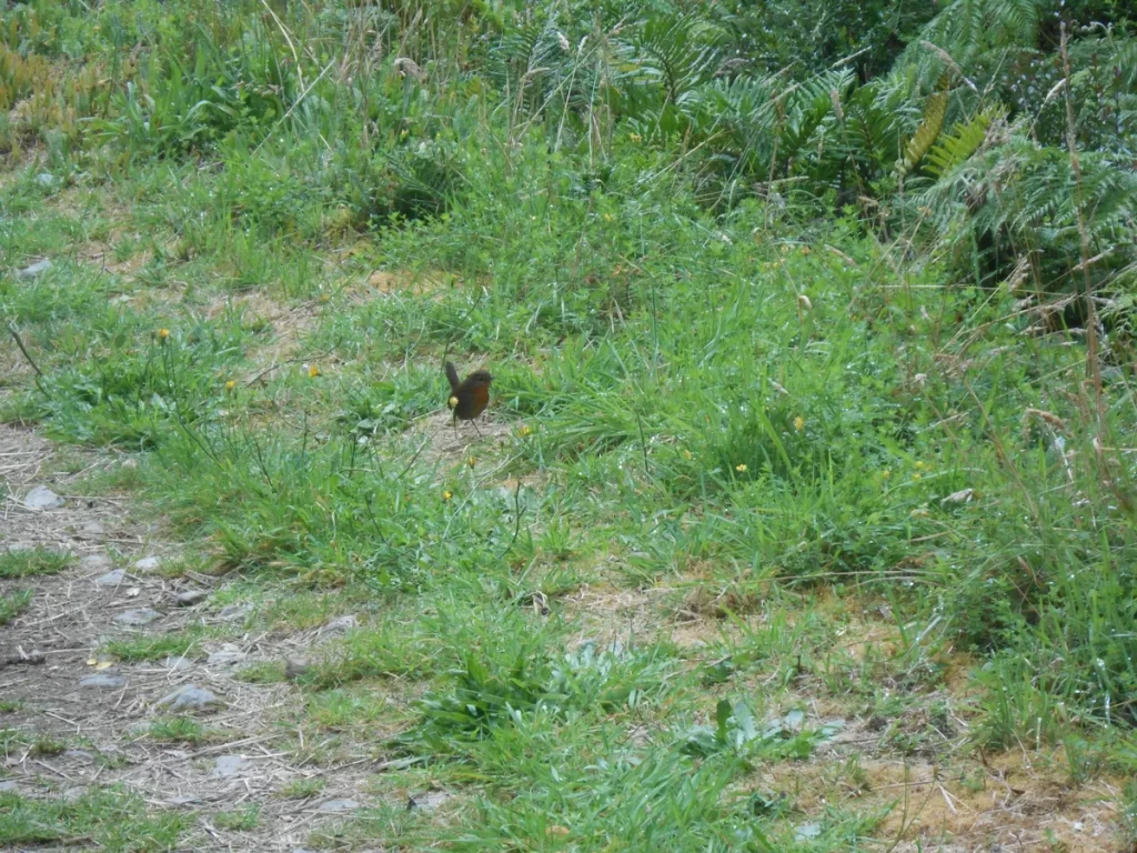 Chucao (Scelorchilus rubecula) en el bosque templado lluvioso del sur de Chile