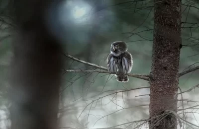 Chuncho chileno: el búho más pequeño de Chile | Guía completa (Glaucidium nana)