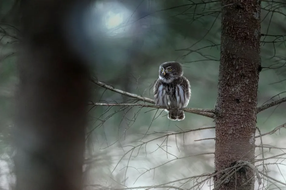 Chuncho chileno: el búho más pequeño de Chile | Guía completa (Glaucidium nana)