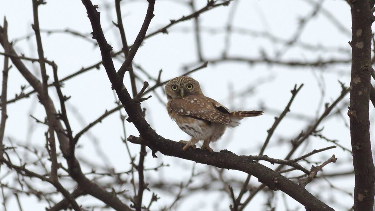 Foto de Chuncho del Norte (Glaucidium peruanum), familia Strigidae, aves de Chile