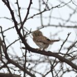 Foto de Chuncho del Norte (Glaucidium peruanum), familia Strigidae, aves de Chile