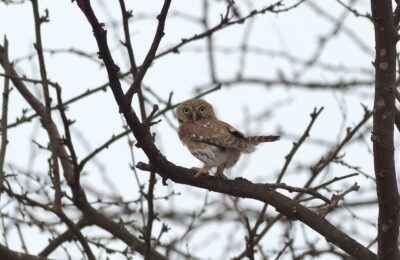 Foto de Chuncho del Norte (Glaucidium peruanum), familia Strigidae, aves de Chile