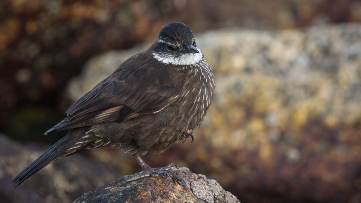 Foto de Churrete (Cinclodes nigrofumosus), familia Furnariidae, aves de Chile
