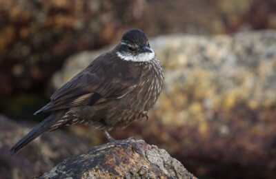 Foto de Churrete (Cinclodes nigrofumosus), familia Furnariidae, aves de Chile