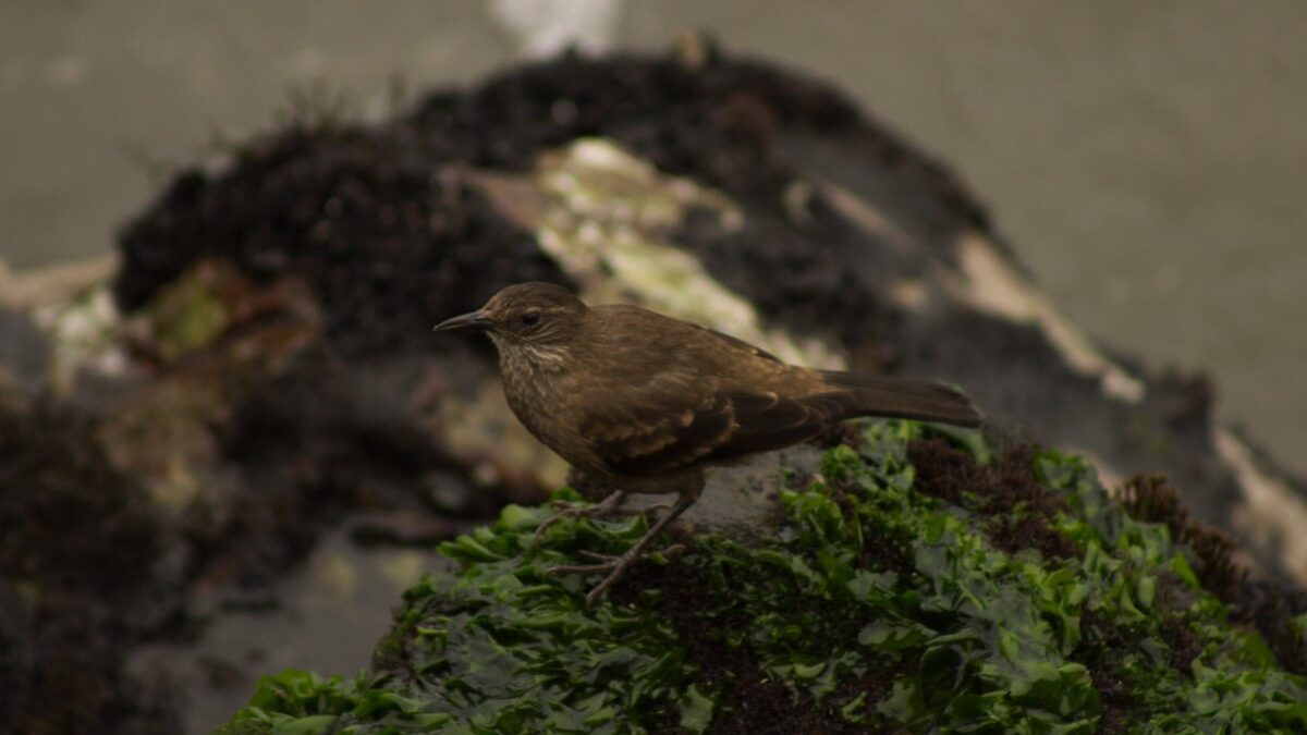 Foto de Churrete costero peruano (Cinclodes taczanowskii), familia Furnaridae, aves de Chile