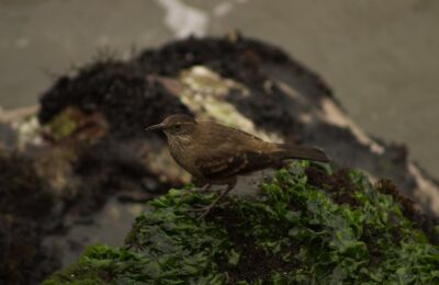 Foto de Churrete costero peruano (Cinclodes taczanowskii), familia Furnaridae, aves de Chile