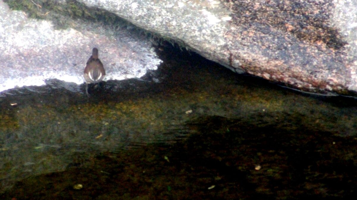 Foto de Churrete de alas blancas (Cinclodes atacamensis), familia Furnariidae, aves de Chile