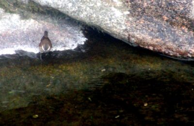 Foto de Churrete de alas blancas (Cinclodes atacamensis), familia Furnariidae, aves de Chile