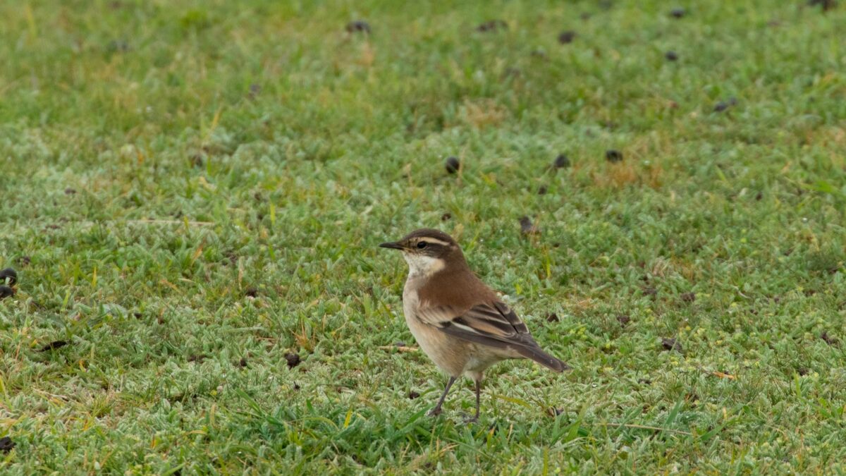 Foto de Churrete de alas crema (Cinclodes albiventris), familia FurnariidaeCHURRETE, aves de Chile
