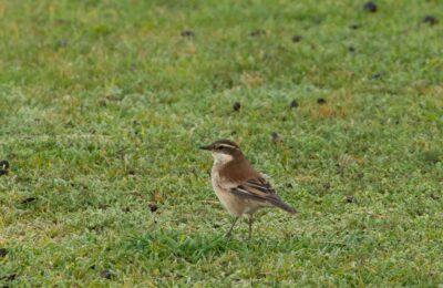 Foto de Churrete de alas crema (Cinclodes albiventris), familia FurnariidaeCHURRETE, aves de Chile
