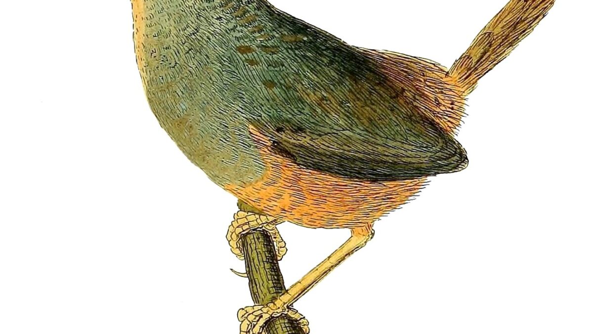Foto de Churrín de la Mocha (Eugralla paradoxa), familia RhinocryptidaeCHURRÍN, aves de Chile