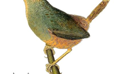 Foto de Churrín de la Mocha (Eugralla paradoxa), familia RhinocryptidaeCHURRÍN, aves de Chile