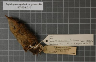 Foto de Churrín del Sur (Scytalopus magellanicus), familia RhinocryptidaeCHURRÍN, aves de Chile