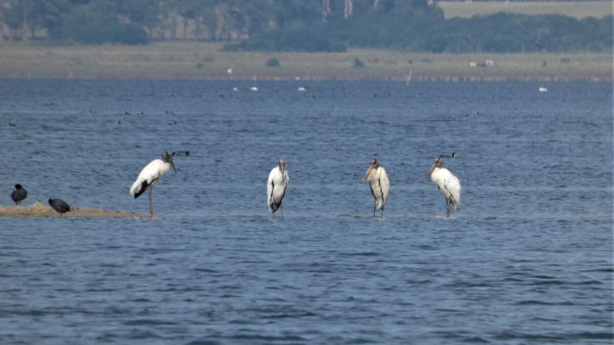 Foto de Cigüeña de cabeza pelada (Mycteria americana), familia Ciconiidae, aves de Chile