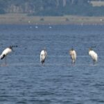 Foto de Cigüeña de cabeza pelada (Mycteria americana), familia Ciconiidae, aves de Chile