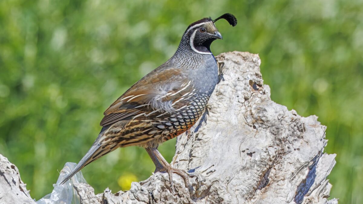 Foto de Codorniz (Callipepla californica), familia Odontophoridae, aves de Chile