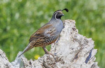 Foto de Codorniz (Callipepla californica), familia Odontophoridae, aves de Chile