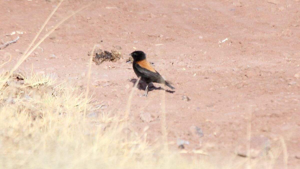 Foto de Colegial del Norte (Lessonia oreas), familia TyrannidaeCOLEGIAL, aves de Chile
