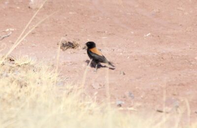Foto de Colegial del Norte (Lessonia oreas), familia TyrannidaeCOLEGIAL, aves de Chile