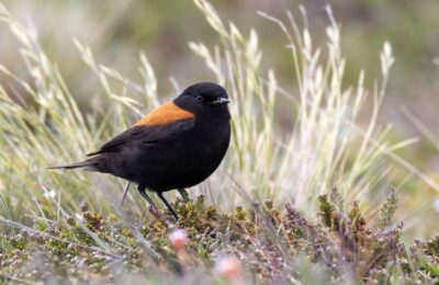 Foto de Colegial (Lessonia rufa), aves de Chile