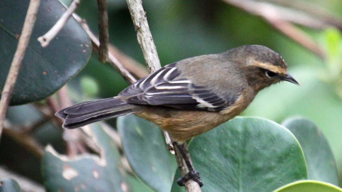 Foto de Comesebo chico (Conirostrum cinereum), familia Thraupidae, aves de Chile