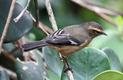 Foto de Comesebo chico (Conirostrum cinereum), familia Thraupidae, aves de Chile