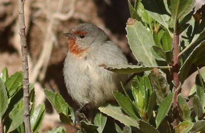Foto de Comesebo de los tamarugales (Conirostrum tamarugense), familia ThraupidaeCOMESEBO, aves de Chile