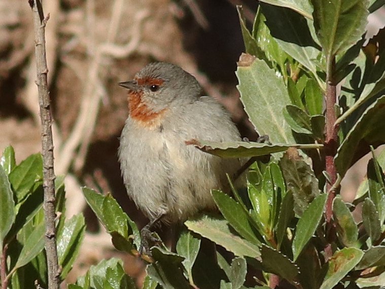 Foto de Comesebo de los tamarugales (Conirostrum tamarugense), familia ThraupidaeCOMESEBO, aves de Chile